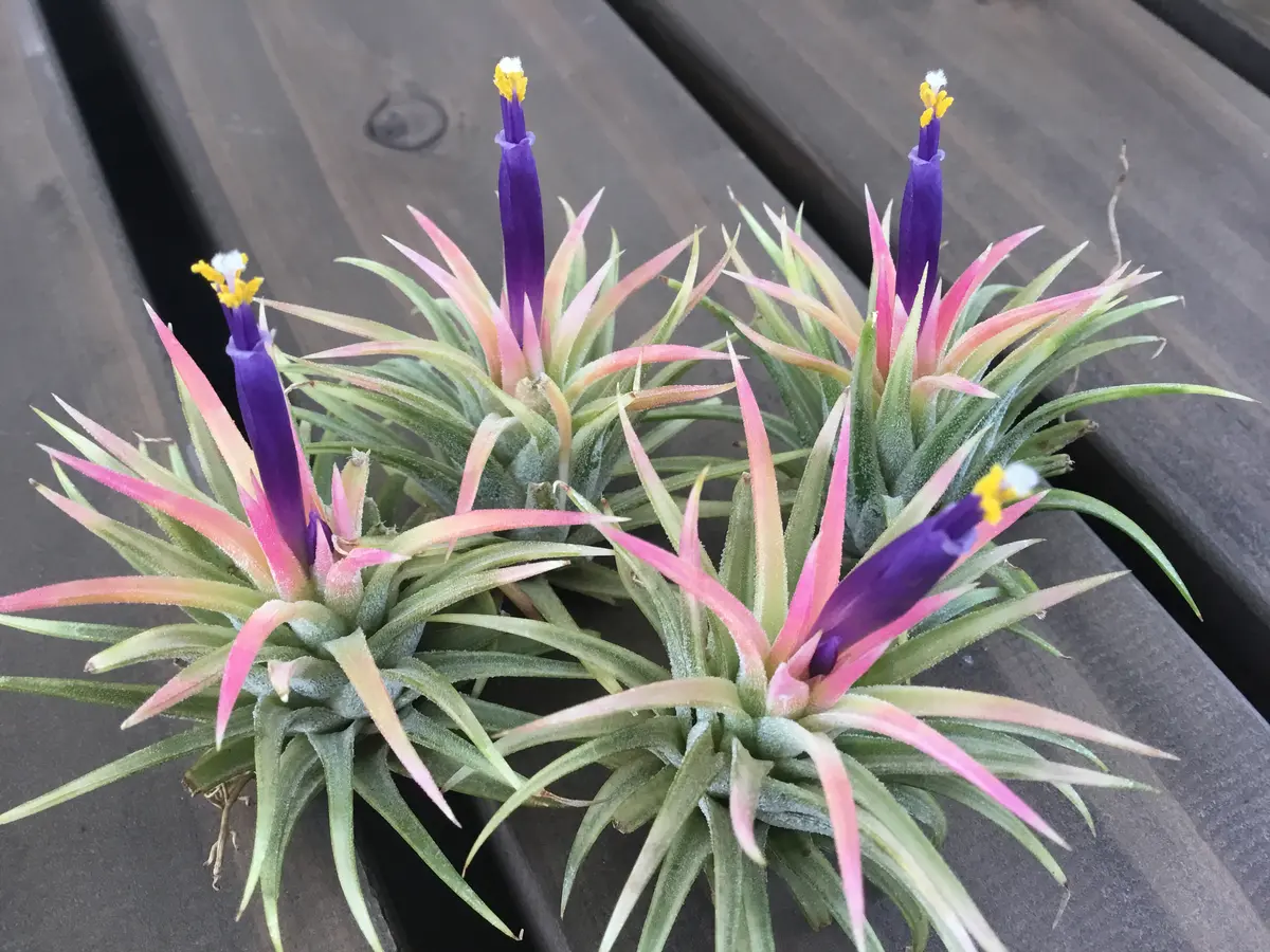 イオナンタ　アルボマージナータ① イオナンタ アルボマージナータ 48号 | air-plants TENGU-DO
