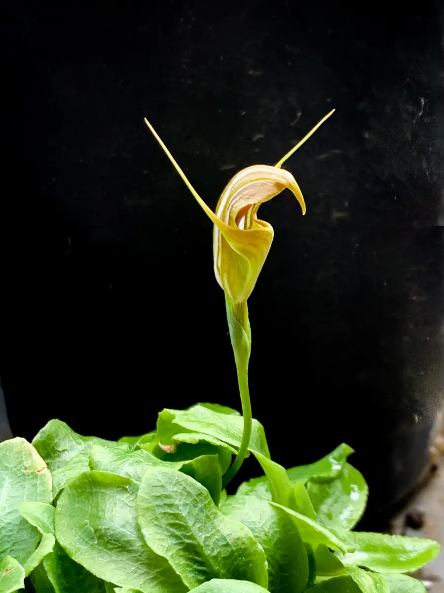 親株 斑入り アンスリウム テロダクティル - 55513 親株 斑入り アンスリウム テロダクティル - 55513 55513 - 斑入り