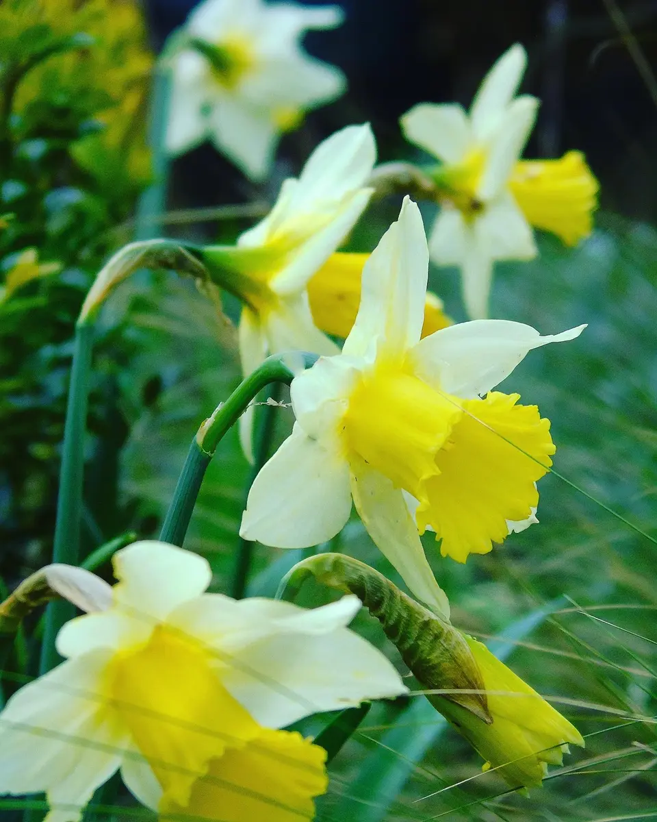 早咲きラッパ水仙2種｜園芸日記byきゅー｜みんなの趣味の園芸｜646862