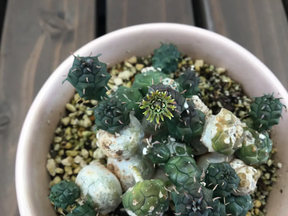 ユーフォルビア グロボーサ 玉鱗宝 開花｜園芸日記byFujiAndYuri