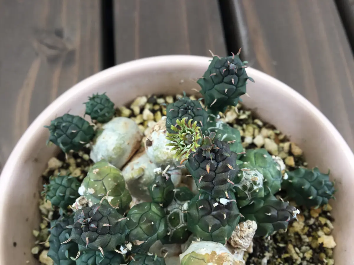 ユーフォルビア グロボーサ 塊根植物 玉鱗宝