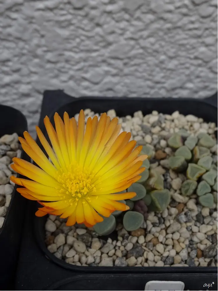 初めてです よろしくお願いいたしますこの春シャコバサボテン