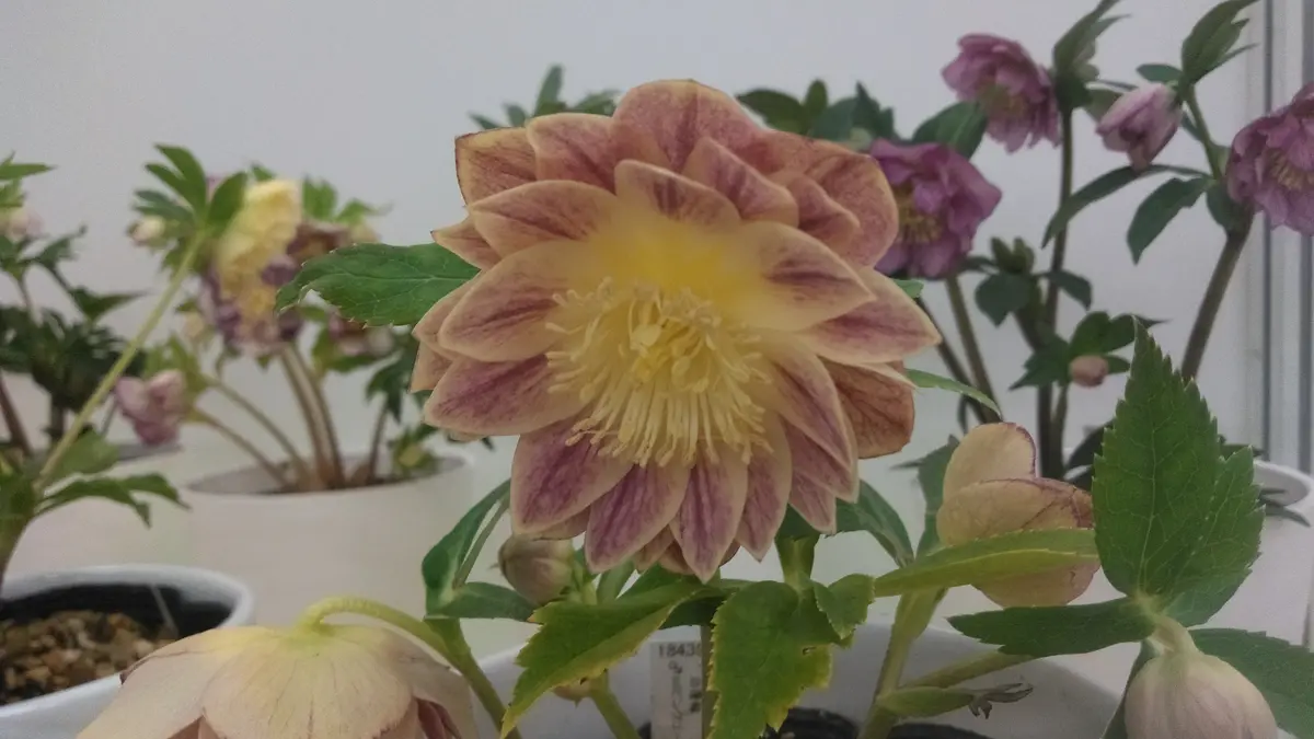 エクリプス(クリスマスローズの世界展)｜園芸日記byさいちぇん