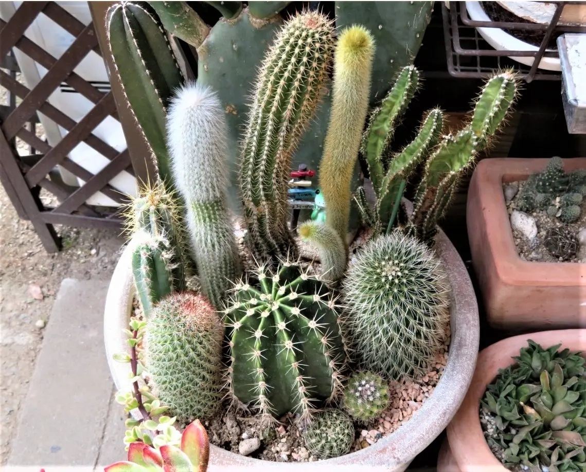 大人気新品 🌵寄せ植えのサボテンたち🌵｜園芸日記byロッキー｜みんなの趣味 サボテン