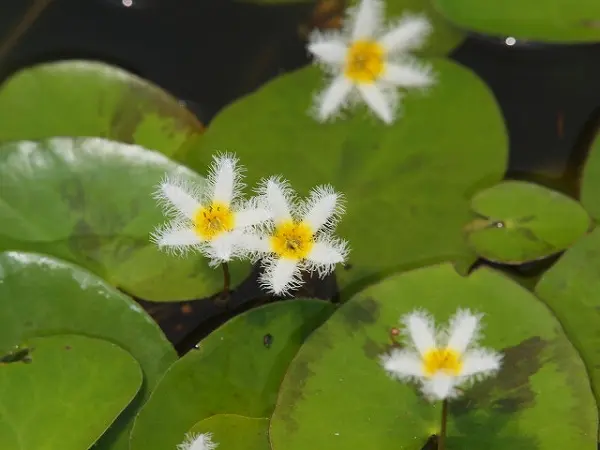 水辺の花｜園芸日記byreosaku｜みんなの趣味の園芸｜65268