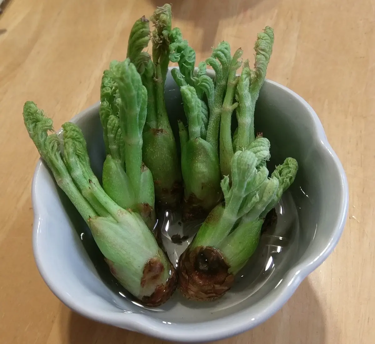 【お年玉セール特価】 天然無農薬タラの芽苗木3本から相談可 タラ 西根の森 （宮城県 洗顔料