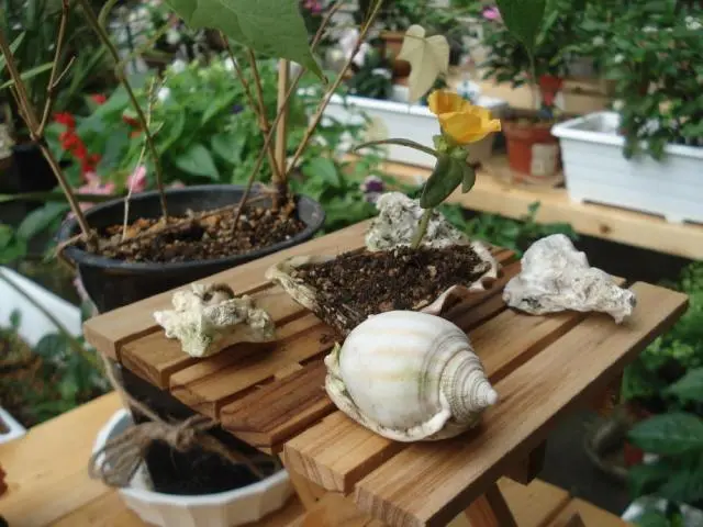 貝殻で作った花 貝殻で作る海の花♪ | Tsubameriのモノ作りと珈琲・富来里山里海