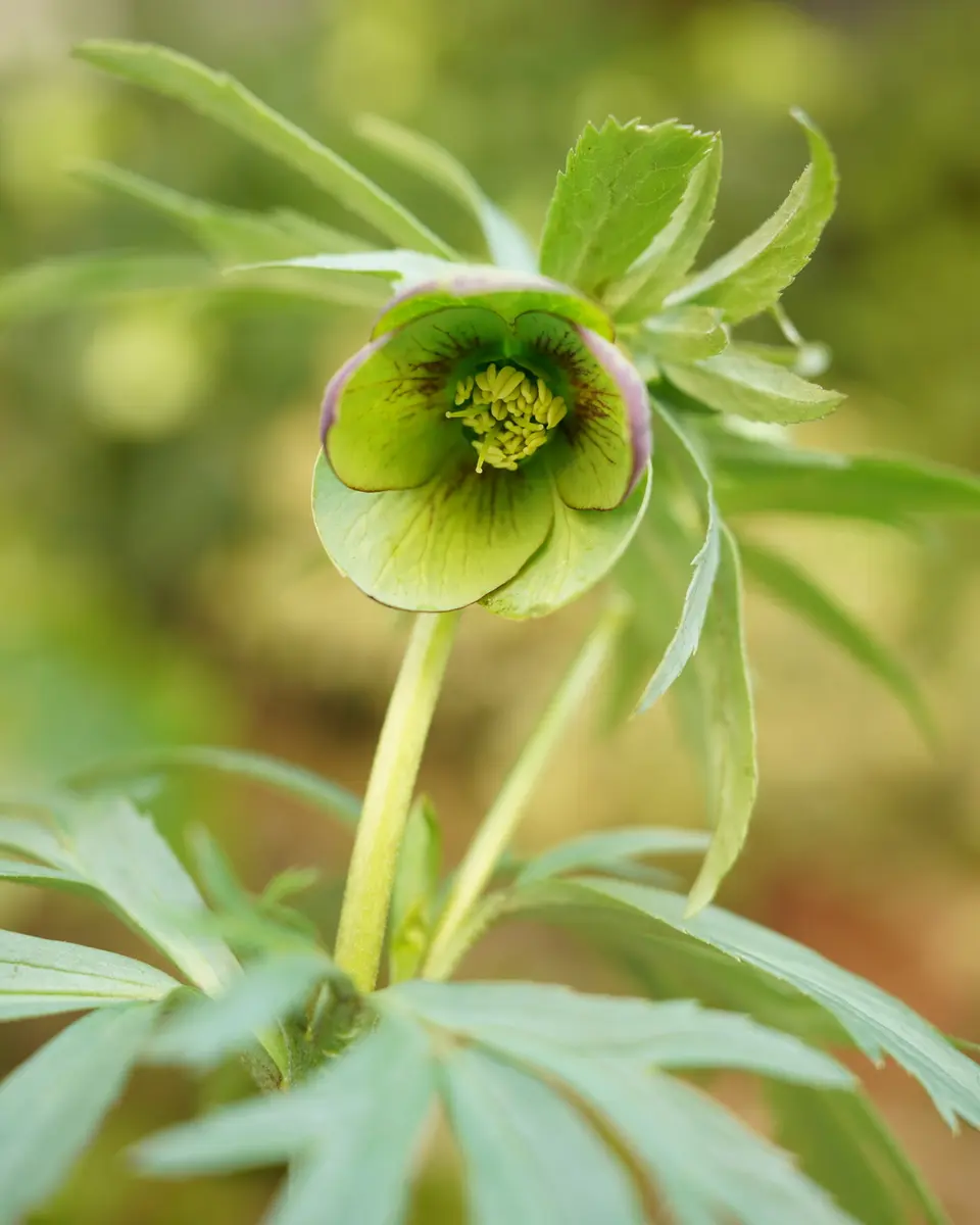 クリスマスローズの原種（H.ムルチフィダス・ヘルツェゴヴィヌス