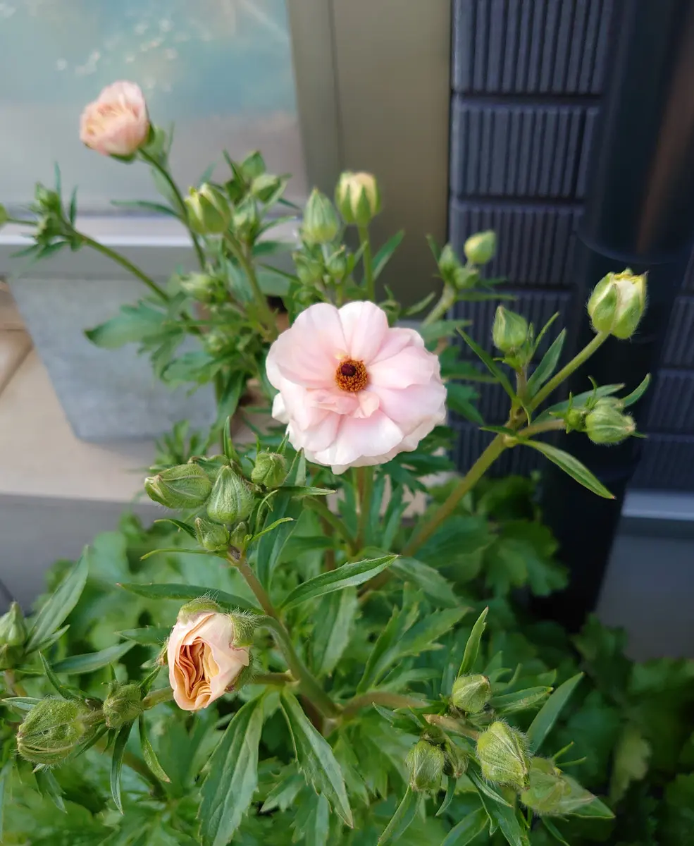 安価 ラナンキュラスラックスの花が咲きました☺️｜園芸日記by海花 花