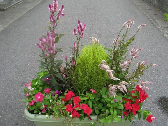 ナチュラル秋寄せ植え】ジニア×ケイトウ×千日紅／優しい色合いの