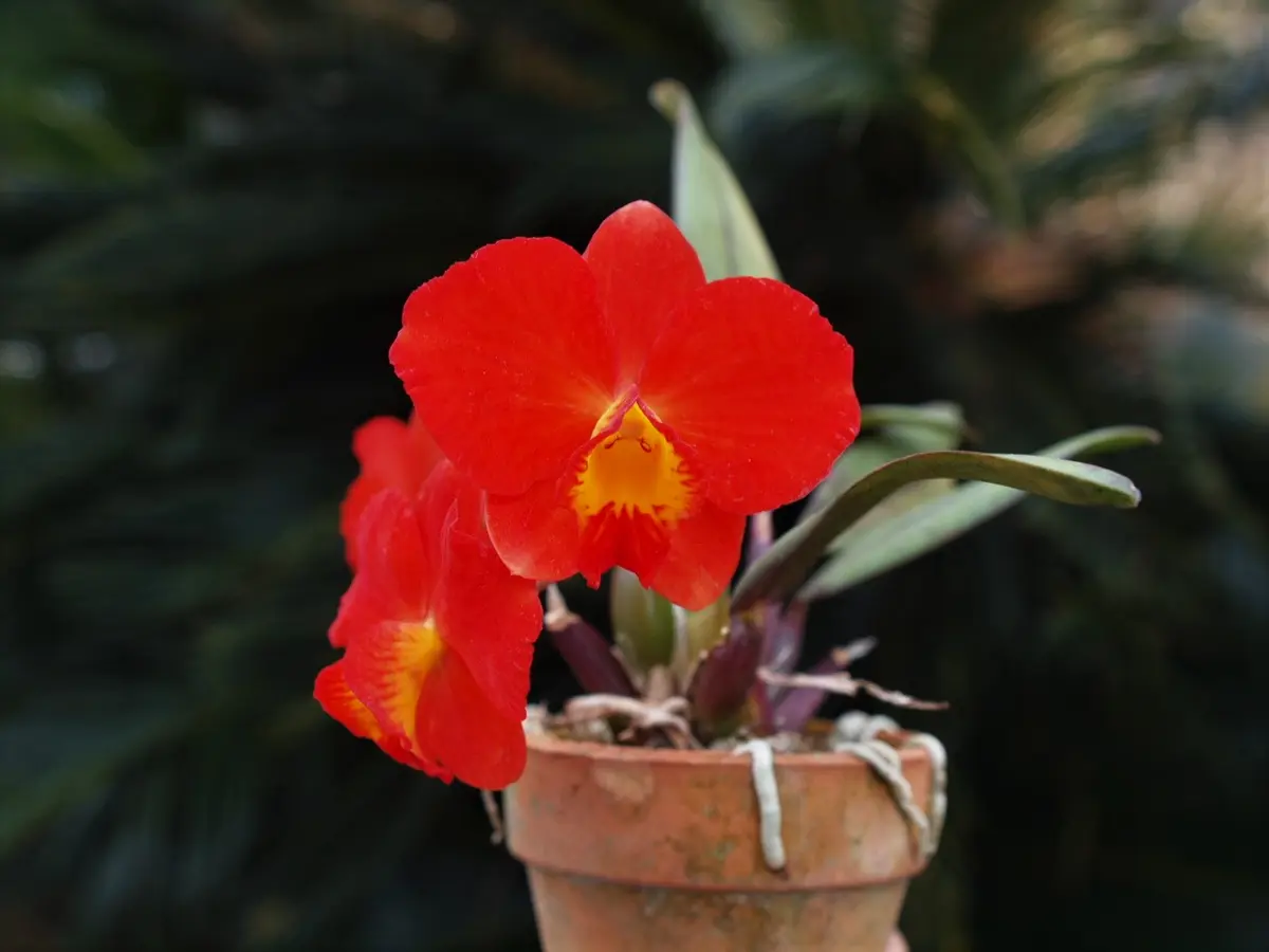 ミニカトレア｜園芸日記byreosaku｜みんなの趣味の園芸｜655190