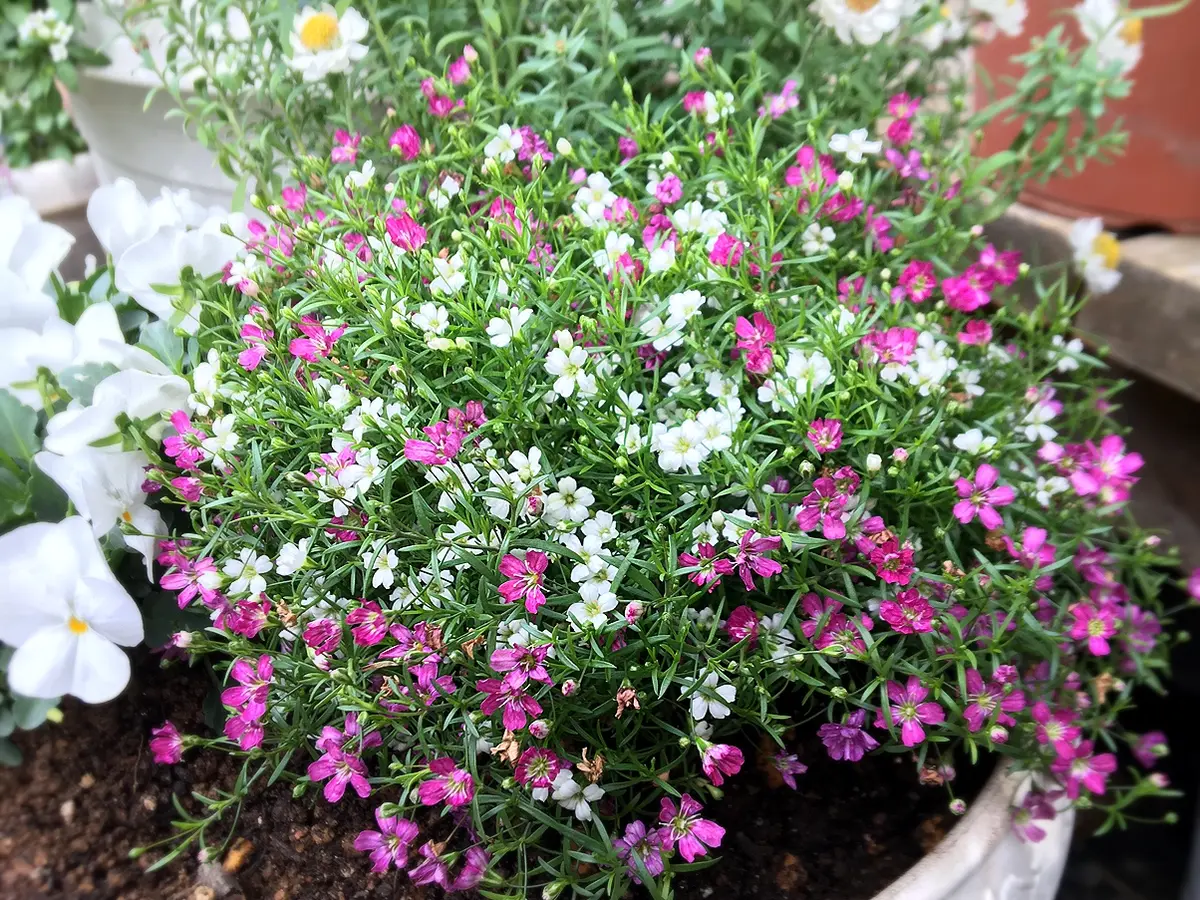 かすみ草ジプシーフワッとモリっと〜｜園芸日記byあずきもち｜みんなの