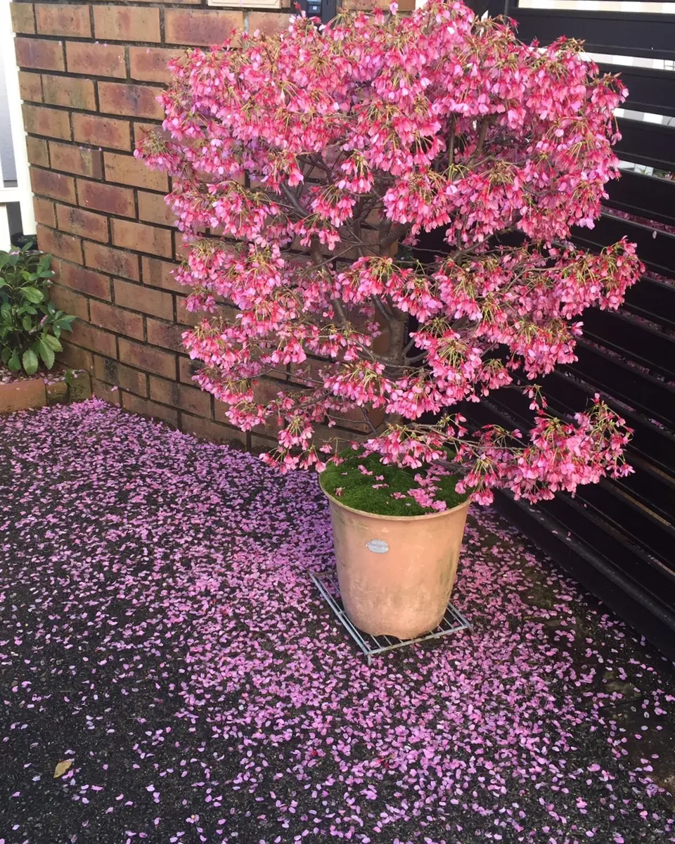 サクラ🌸の花びらで家の前が染まりました｜園芸日記bySYUN｜みんなの