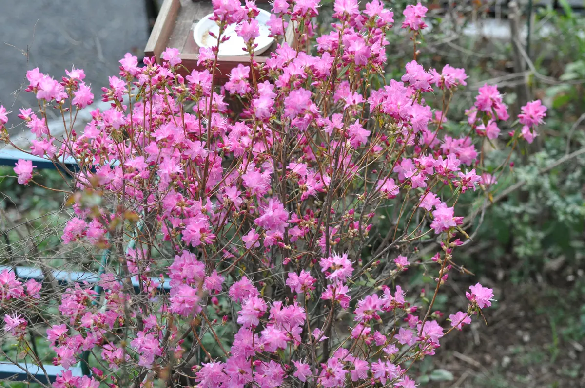 吉野つつじ｜園芸日記byるーたん｜みんなの趣味の園芸｜656439