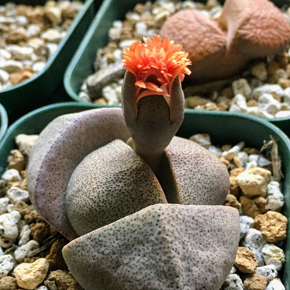 楽天市場】（多肉植物）メセン プレイオスピロス 帝玉