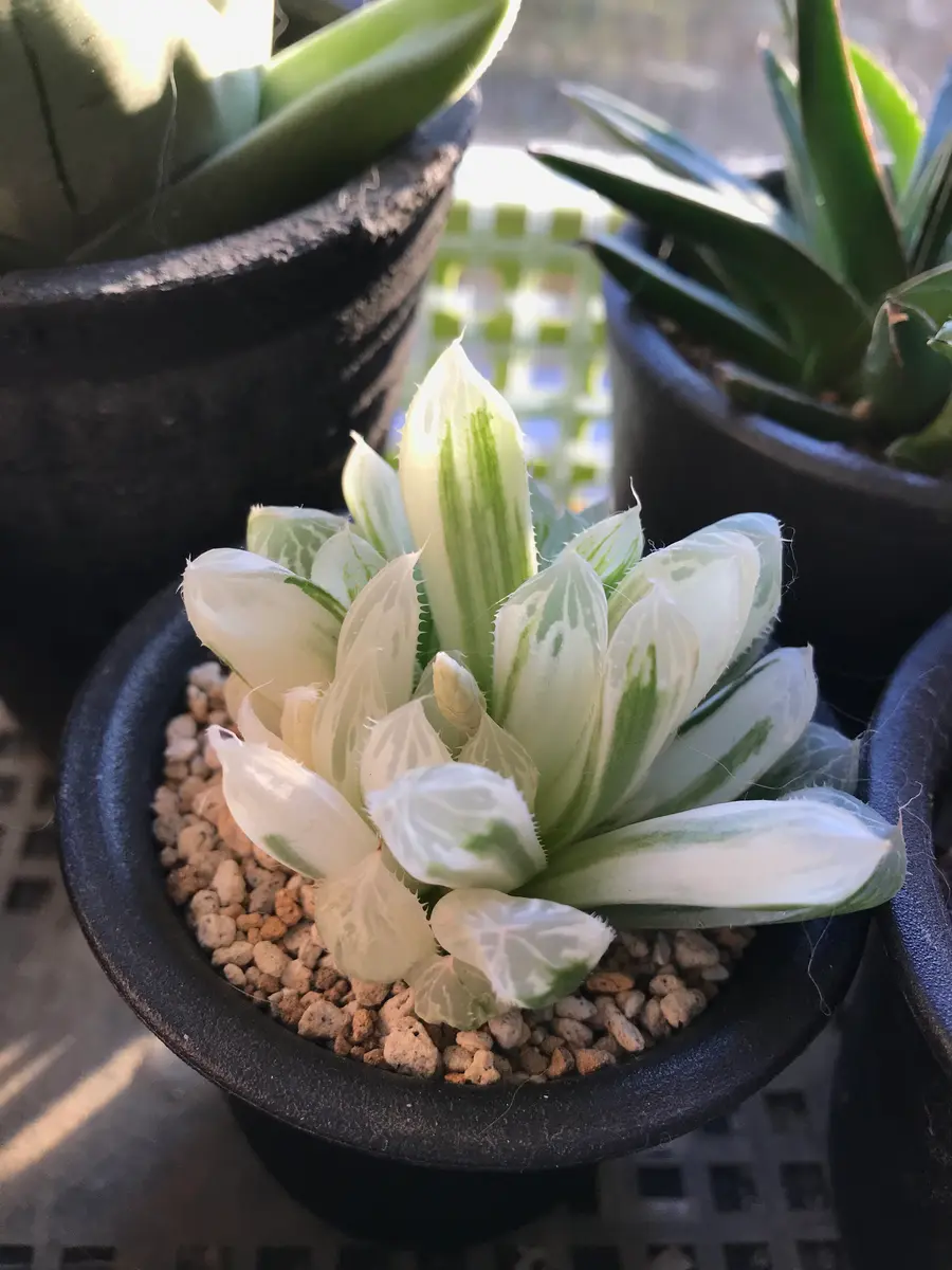 ハオルチア　水晶オブツーサ　極上斑 ハオルチア 水晶オブツーサ錦 極上斑