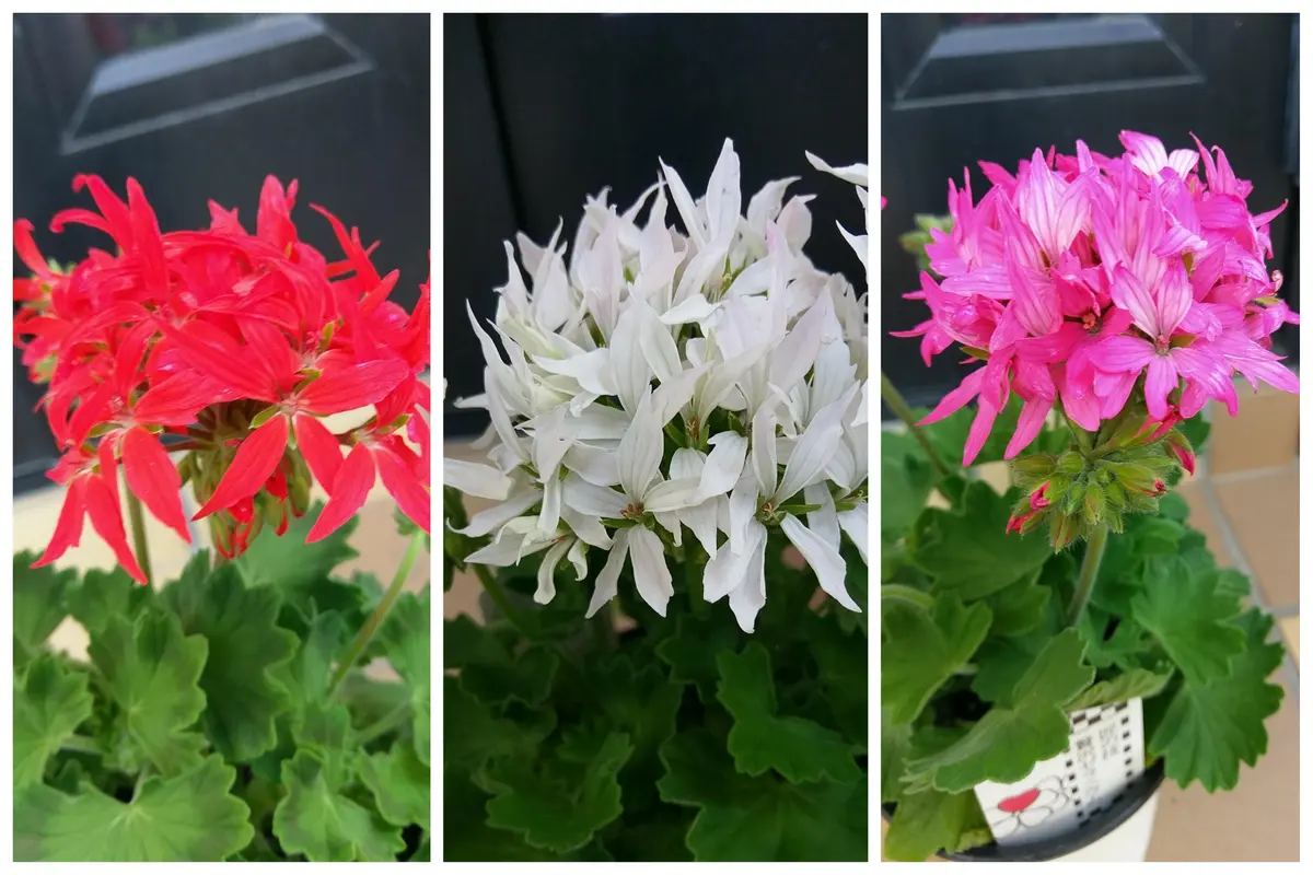 育てるのが苦手なゼラニウムさん｜園芸日記byhetayoko｜みんなの趣味の  