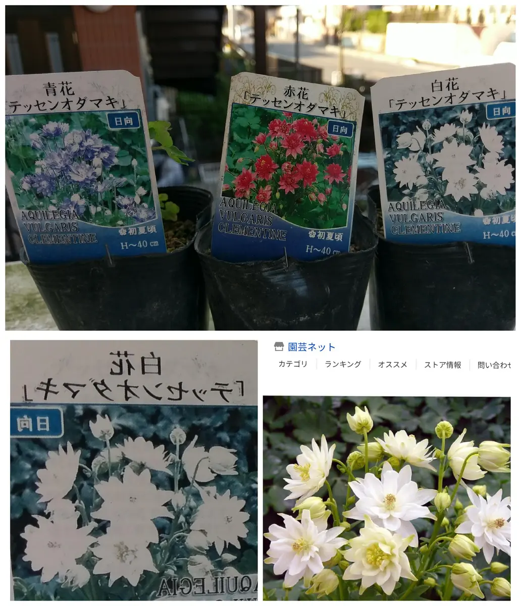 育てるのが苦手なゼラニウムさん｜園芸日記byhetayoko｜みんなの趣味の  