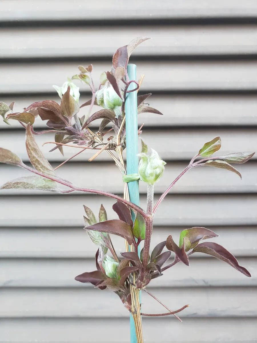 D・クレマチス・紀三井寺・きみいでら・宿根草・四季咲き・旧枝咲き