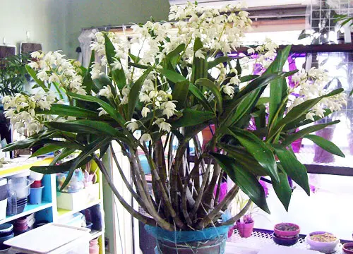 キンギアナムの大株｜園芸日記byranko｜みんなの趣味の園芸｜660478