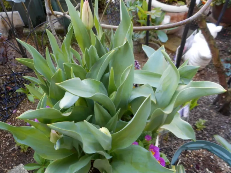 確認用 クレマチス ヴィヴィアンペンネル さし木苗 【公式通販】