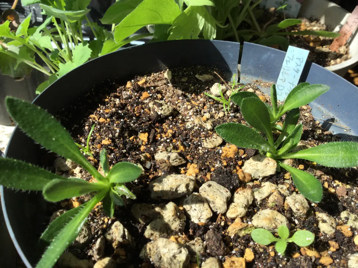 雪白柳葉友禅菊 10ポット 【公式通販】