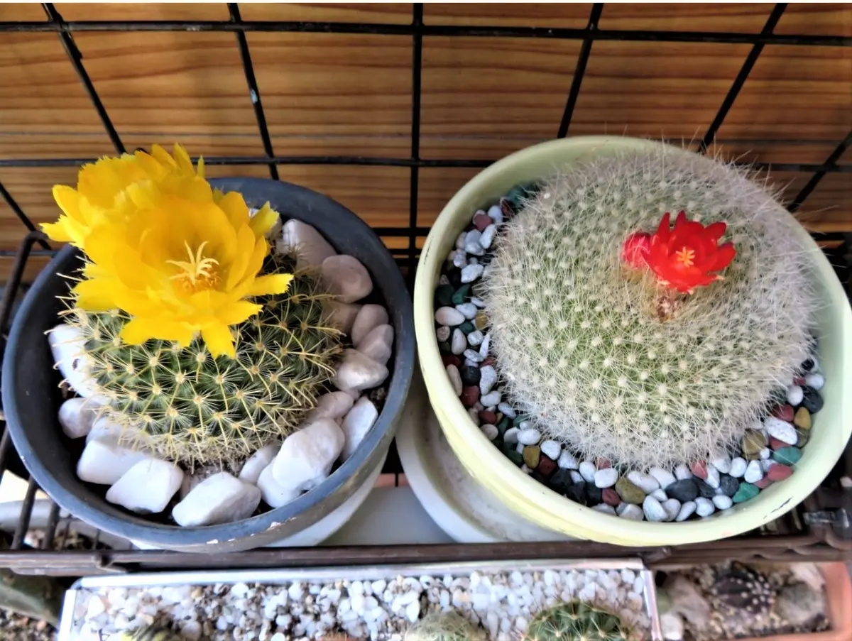 🌵2つのサボテンの花🌵｜園芸日記byロッキー｜みんなの趣味の園芸｜662412