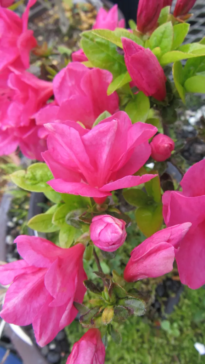 濃いピンクで二重咲のさつき｜園芸日記byshinji70｜みんなの趣味の園芸