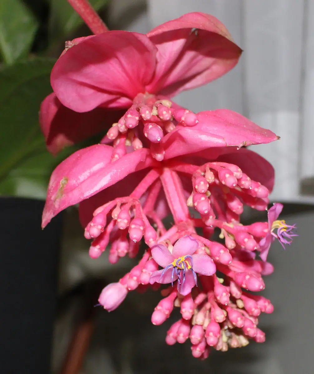 メディニラの花姿｜園芸日記byねむりねこ｜みんなの趣味の園芸