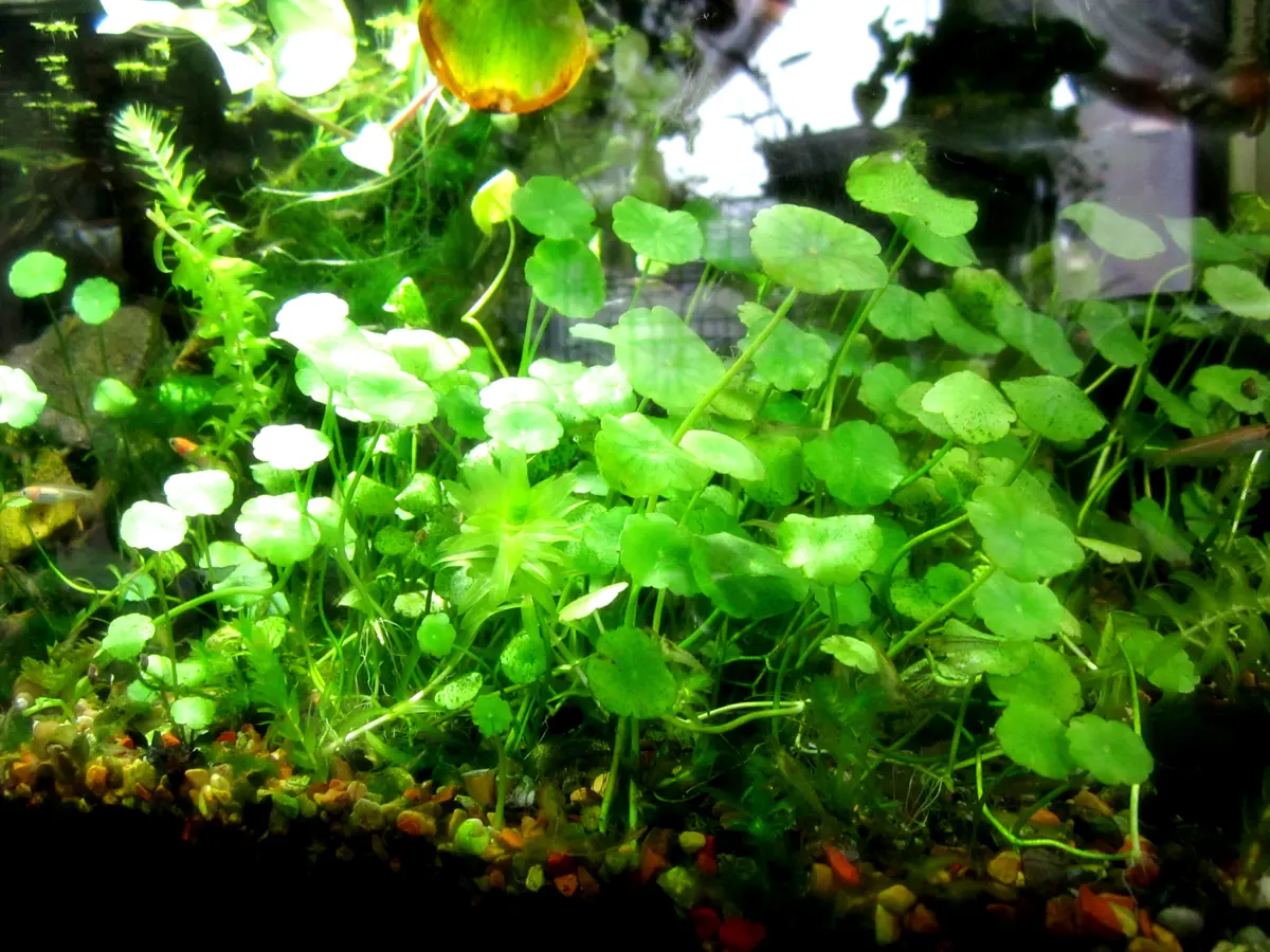 ウォーターマッシュルーム(水中)｜園芸日記byCyns｜みんなの趣味の園芸