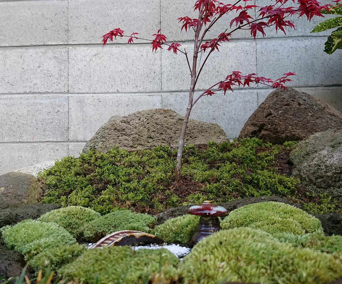 ジオラマ風苔盆栽｜園芸日記by富士やま｜みんなの趣味の園芸｜665754