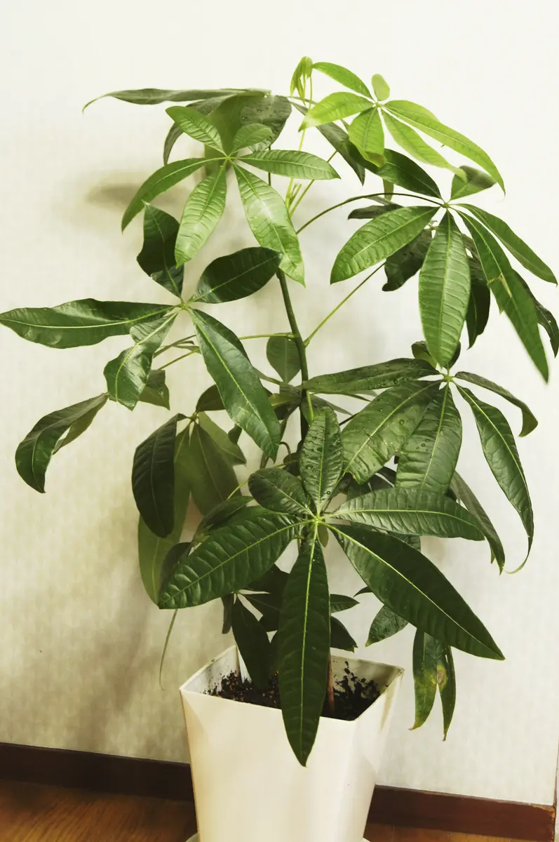 パキラの植え替え｜園芸日記byトパーズ｜みんなの趣味の園芸｜666708