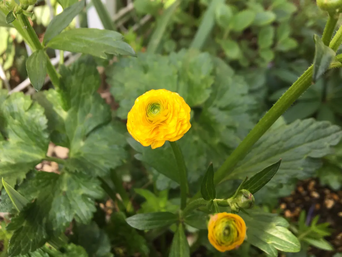 ラナンキュラスゴールドコイン｜園芸日記byあずきもち｜みんなの趣味の園芸｜666713