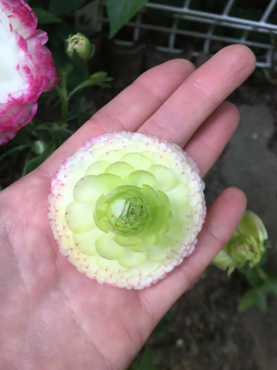 ラナンキュラスゴールドコイン｜園芸日記byあずきもち｜みんなの趣味の園芸｜666713