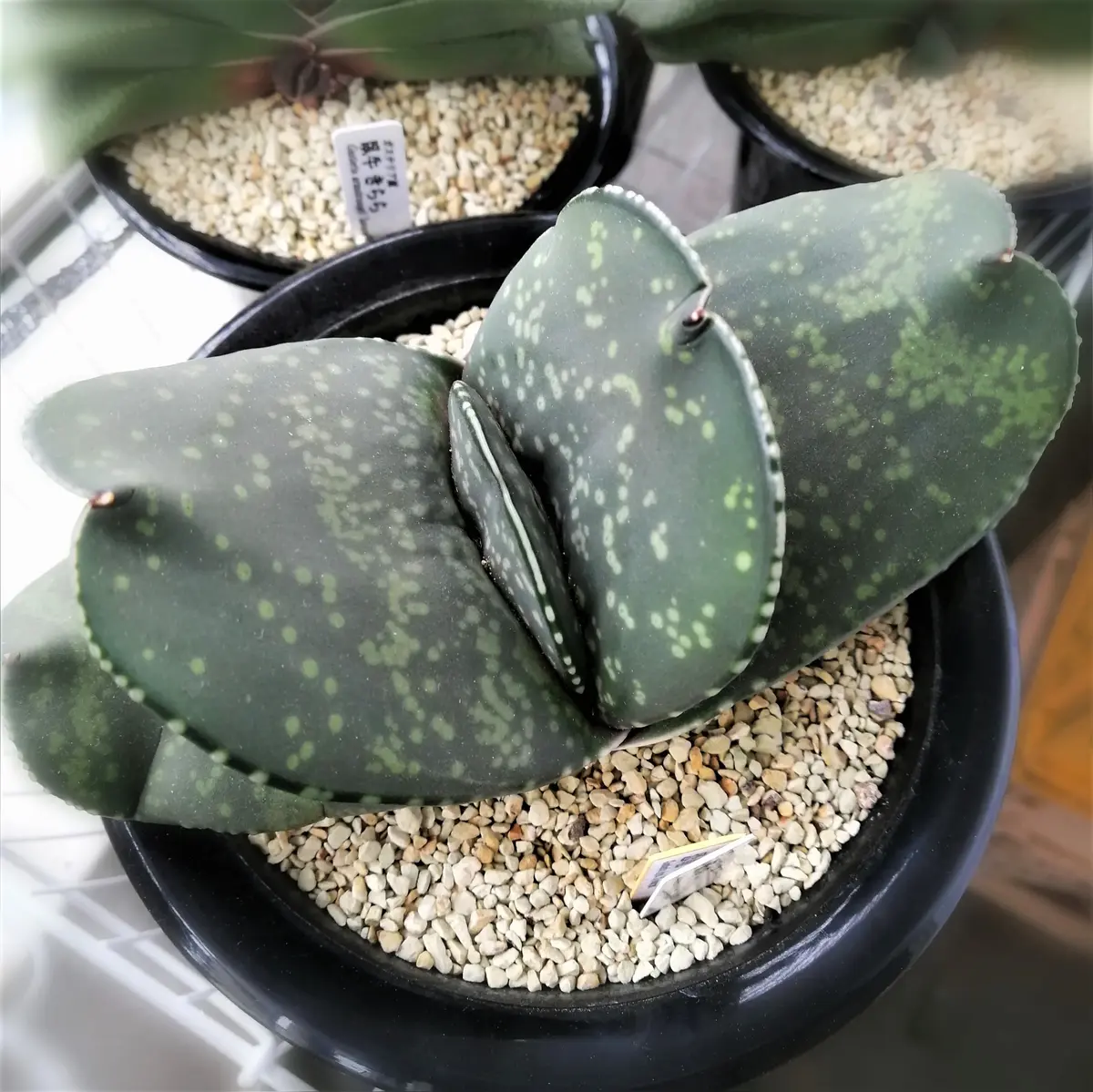 恐竜 ガステリア 厚舌 ガステリア属恐竜(幅広厚葉軍配型)観察。｜園芸日記by笠間のまー