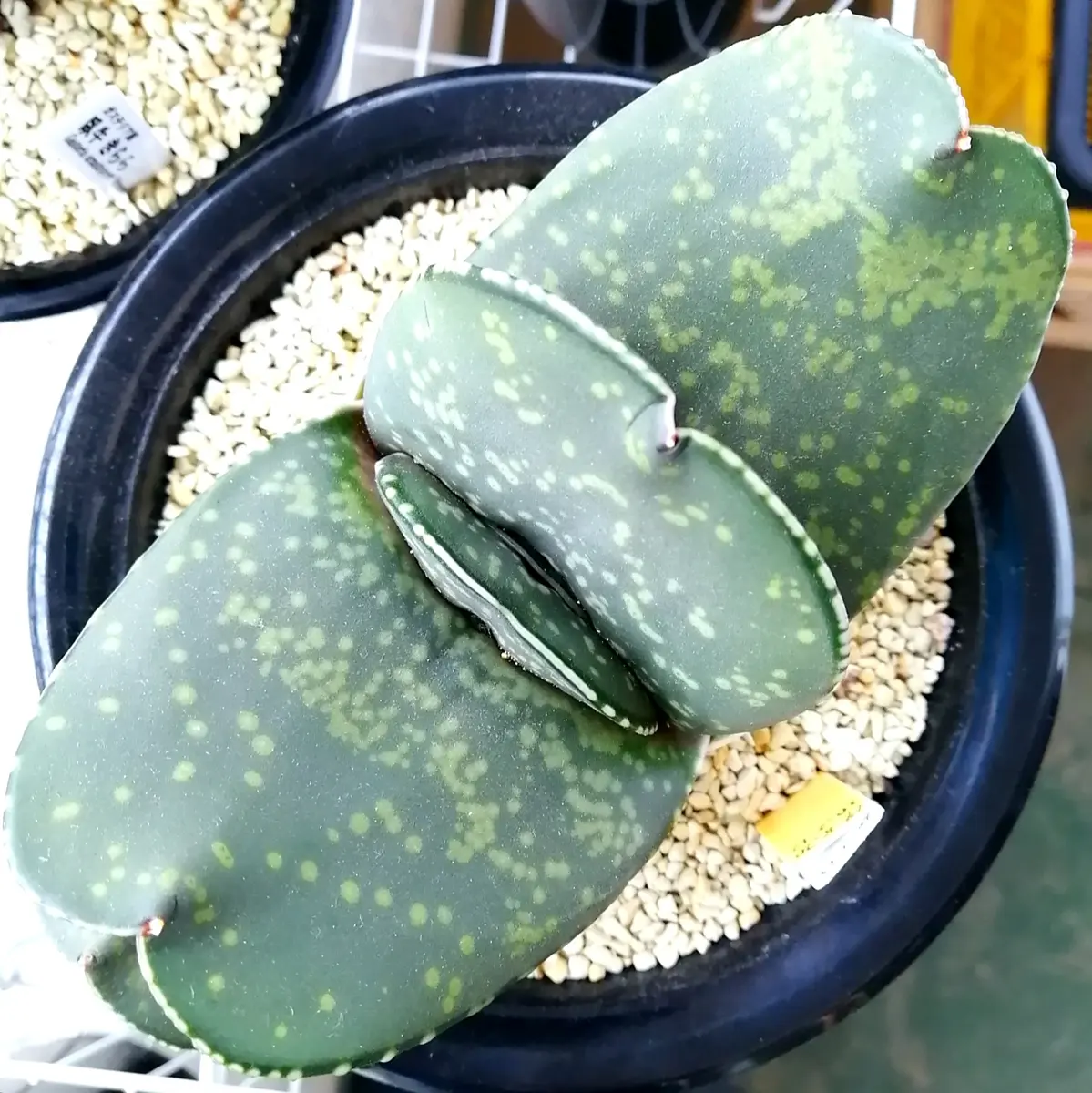 ガステリア属恐竜(幅広厚葉軍配型)観察。｜園芸日記by笠間のまーさん