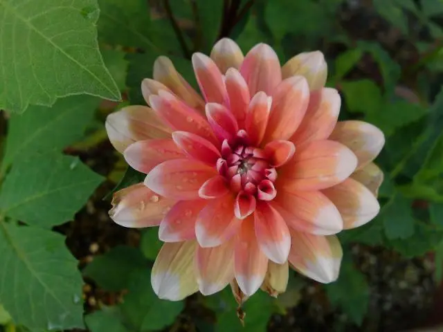 ダリア花火 京花火｜園芸日記byくれ。｜みんなの趣味の園芸｜66718