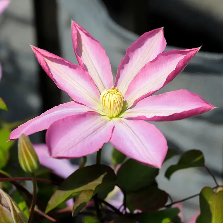 さくら　クレマチス　7点 NH『枝垂れ桜』『クレマチス』 さぬきフラワーガーデン（香川県