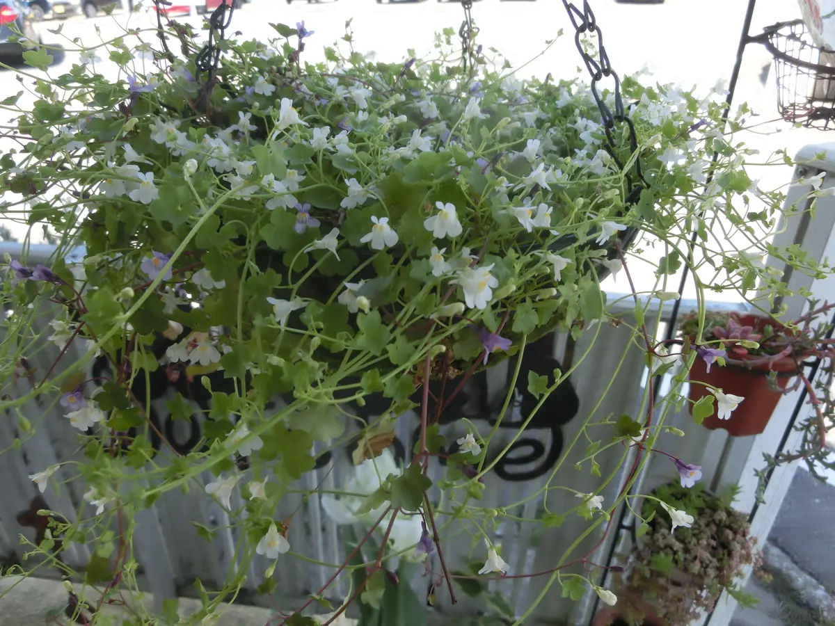 丈夫な植物達｜園芸日記byピロちゃん｜みんなの趣味の園芸｜667814