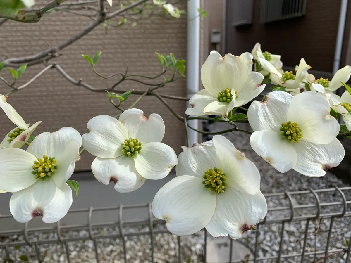 ハナミズキ様 専用 ☆ハナミズキ☆ 山桜のはちみつ・ふじのはちみつ