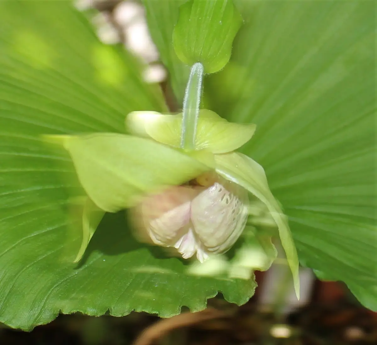日本クマガイソウ白花系素心（開花予定）1芽株。