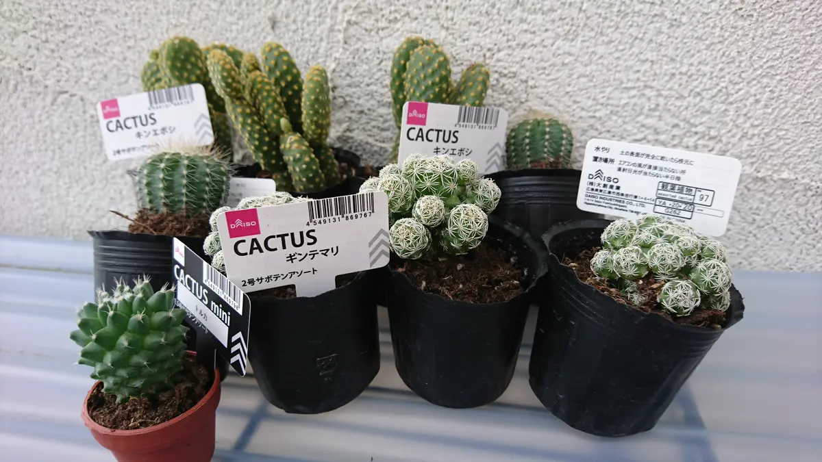 100均でサボテン｜園芸日記byあうー｜みんなの趣味の園芸｜669068