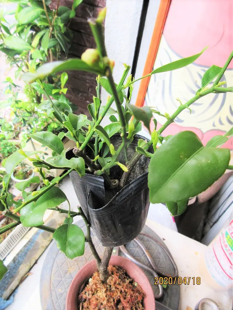 挿木苗「実のなる5年生『ゆず』を小盆栽にしたい」｜園芸日記bymeika