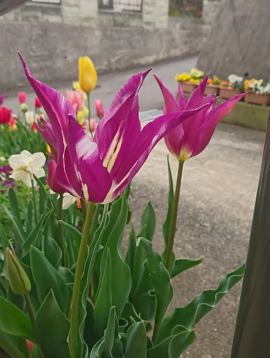 チューリップの花🌷｜園芸日記byゆきみん♪｜みんなの趣味の園芸