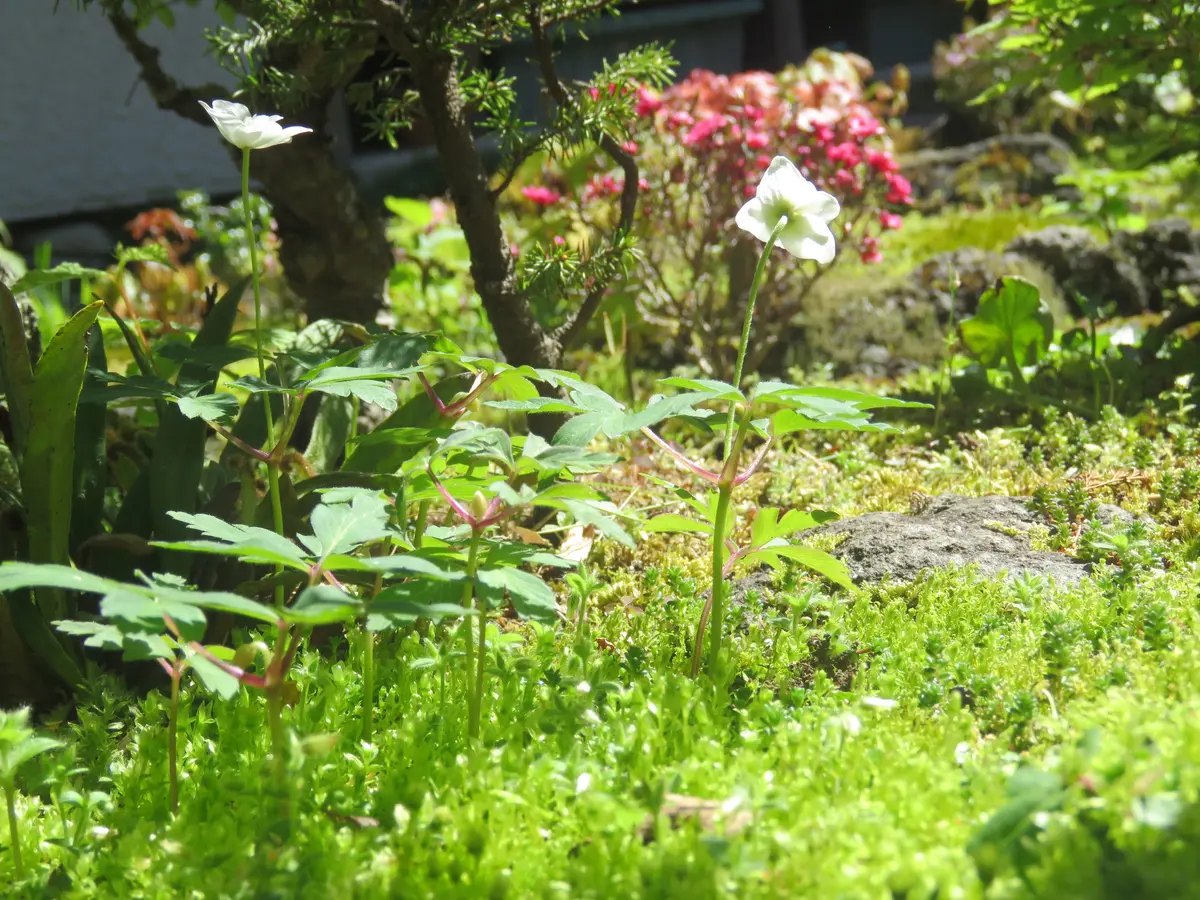 苔庭の白い花｜園芸日記byくろのすけ（ミゾゴイ）｜みんなの趣味の園芸