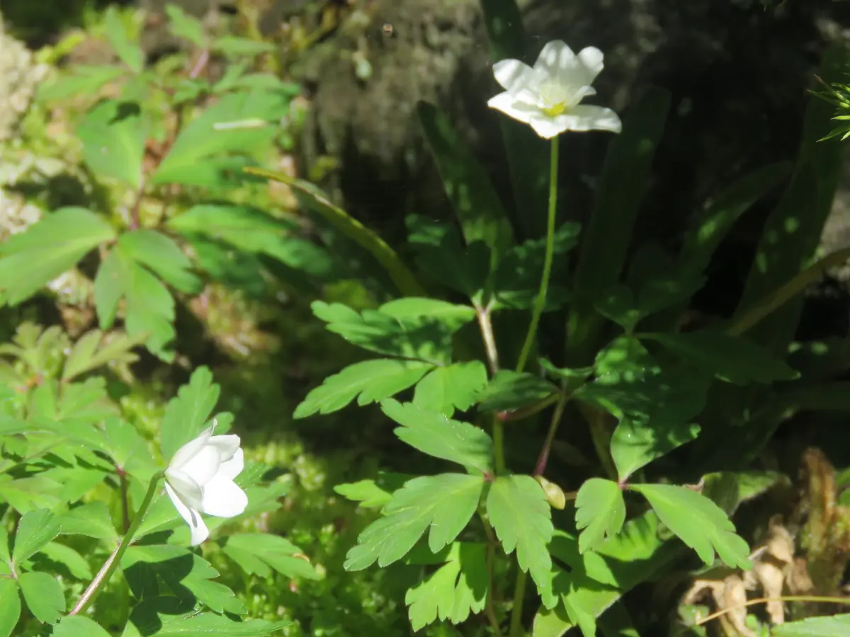 苔庭の白い花｜園芸日記byくろのすけ（ミゾゴイ）｜みんなの趣味の園芸