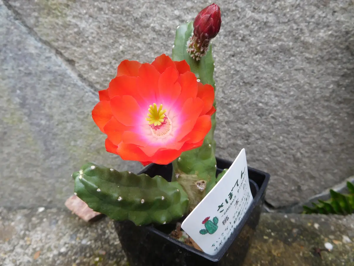 img_cache_d_669849_1_158727783