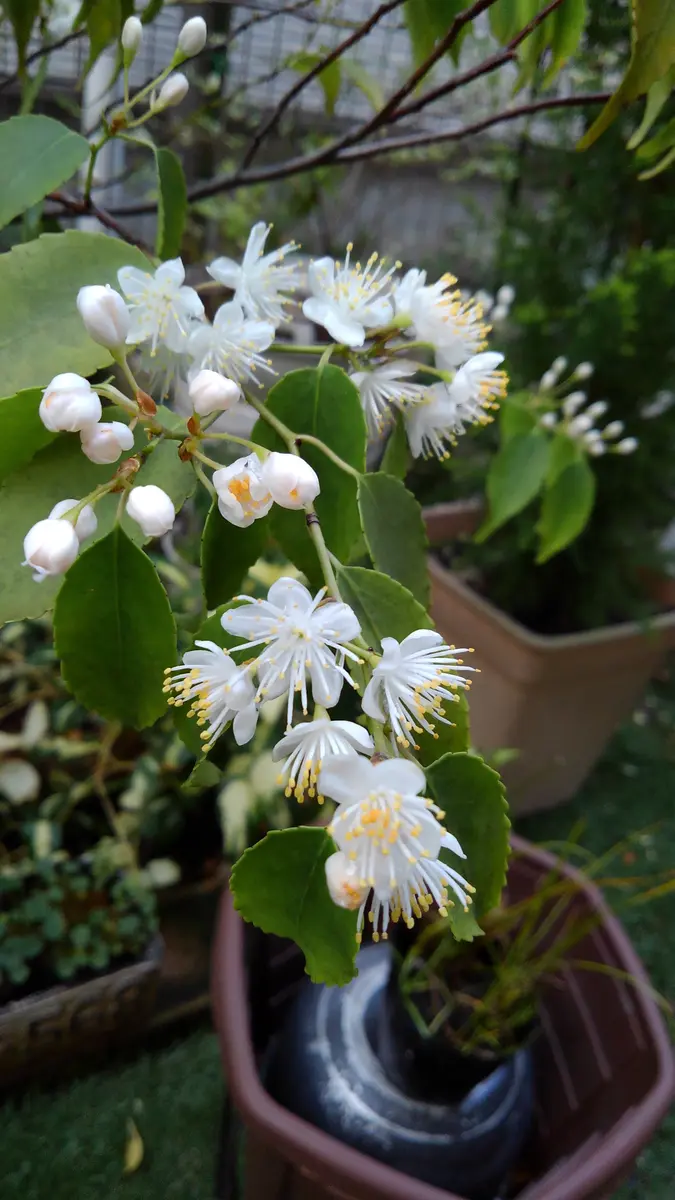 ☆今日のハイノキ☆｜園芸日記byがみっち｜みんなの趣味の園芸