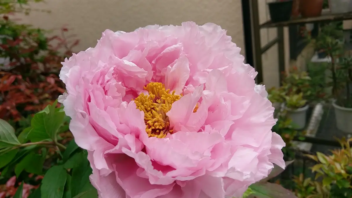 牡丹の苗木 花競 特大株 牡丹の苗木 花競 特大株 【公式通販】