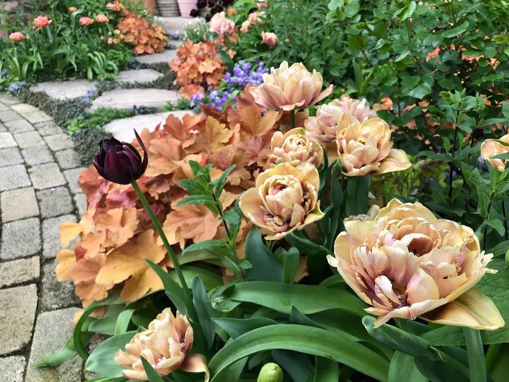 八重咲きのチューリップ｜園芸日記by天野麻里絵｜みんなの趣味の園芸